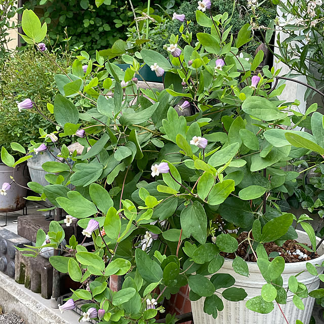 shiropenguinさんの部屋