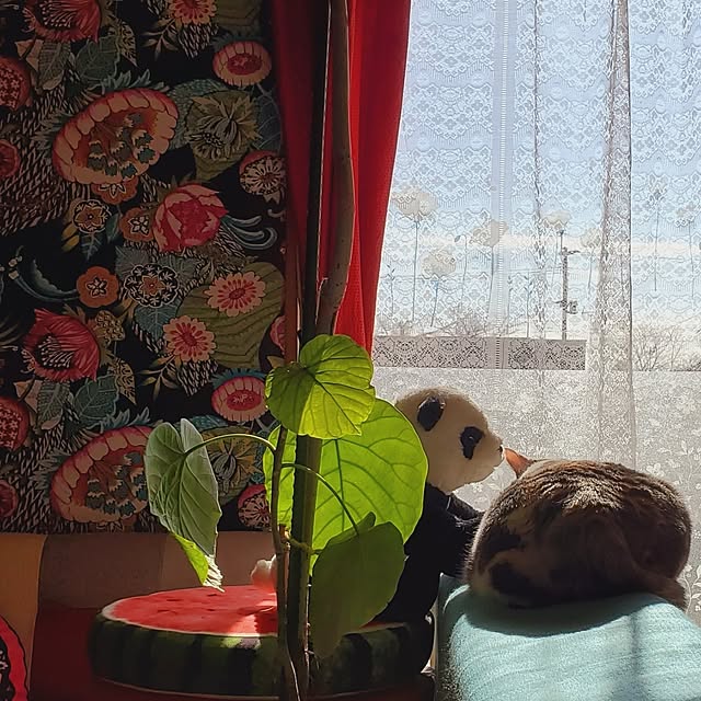 kumutanさんの部屋