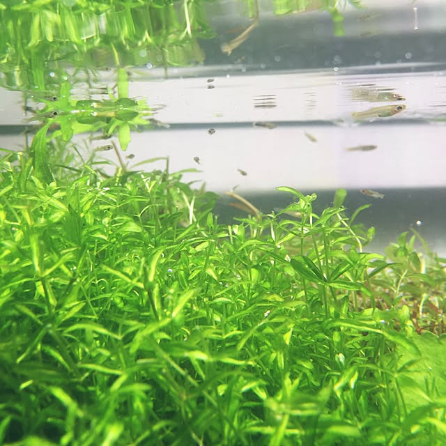 koheiさんの実例写真