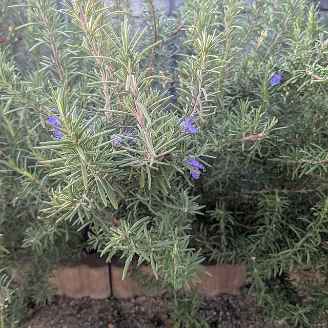 machikomamaさんの部屋