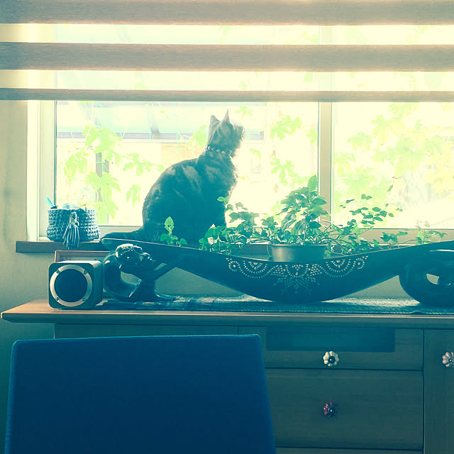 Yokoさんの実例写真