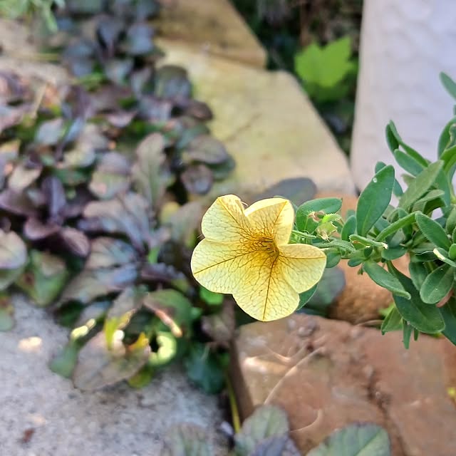 部屋全体/私の癒し/薔薇のある暮らし/駐車場からお庭へ‥…/10月のお庭...などのインテリア実例 - 2023-10-26 09:41:46