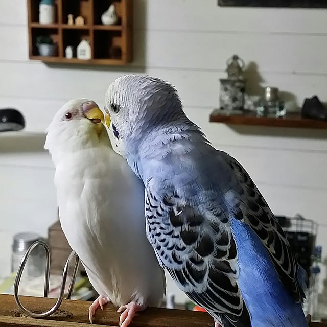 karinさんの実例写真