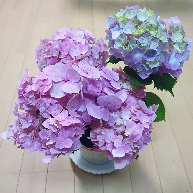 Shion+さんの実例写真