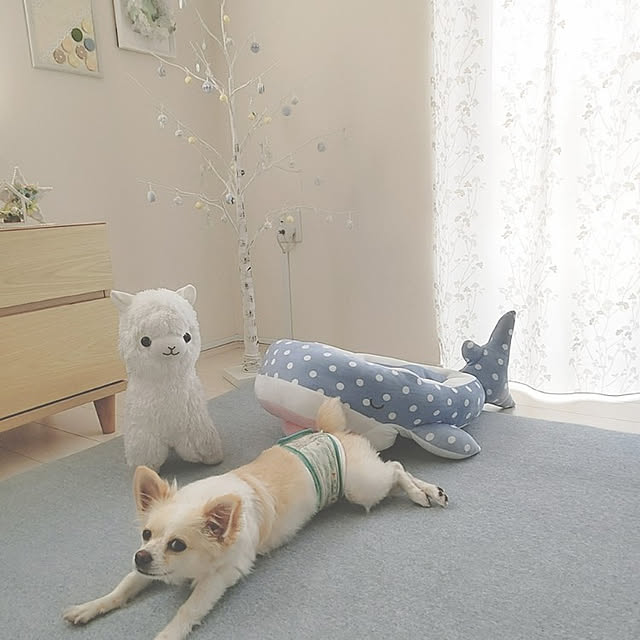 PAOさんの実例写真