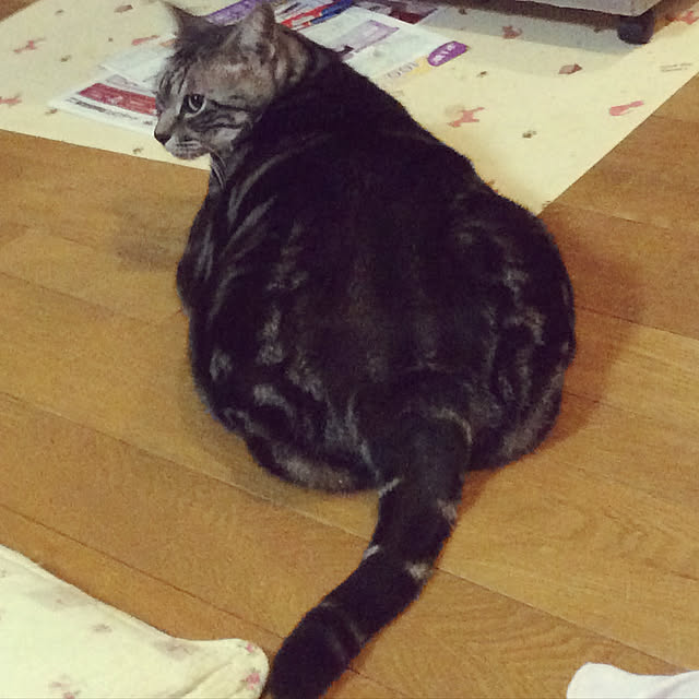 momokiriさんの実例写真