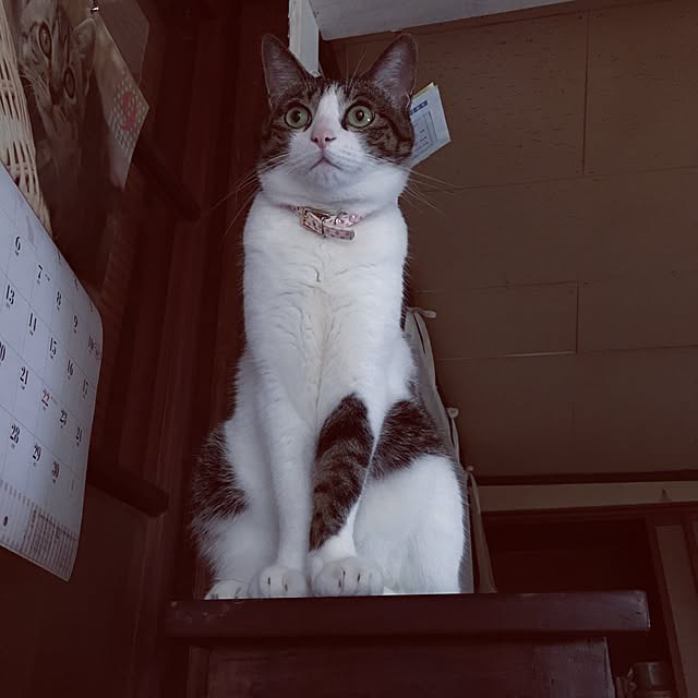 Shihoさんの実例写真