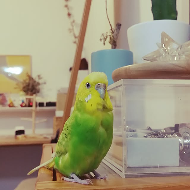 m-kinocoさんの実例写真