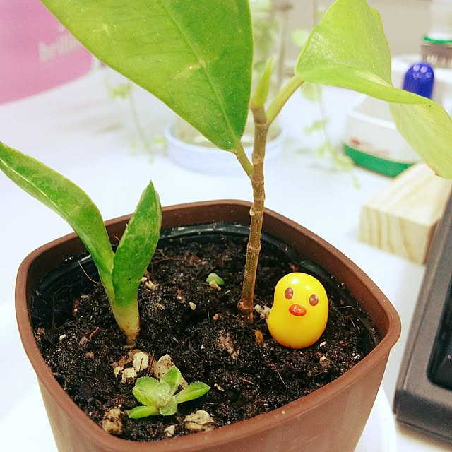 makimakiさんの実例写真