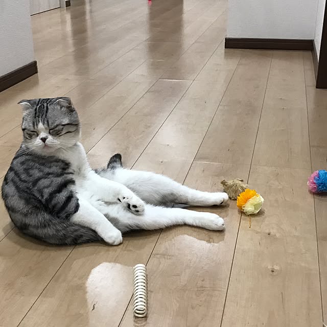 Dahliaさんの実例写真