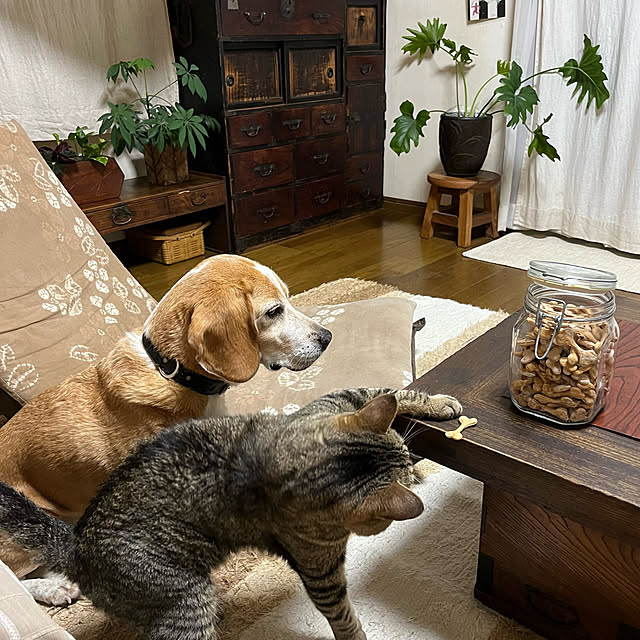 kuuさんの実例写真