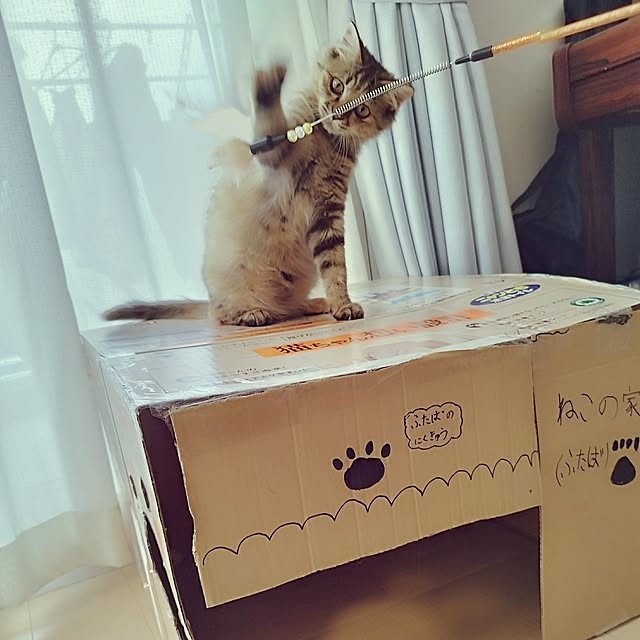 chacoさんの部屋