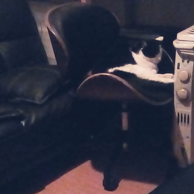 catloveさんの実例写真