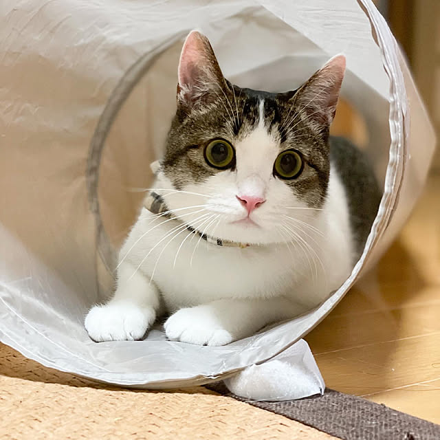 Akiさんの実例写真
