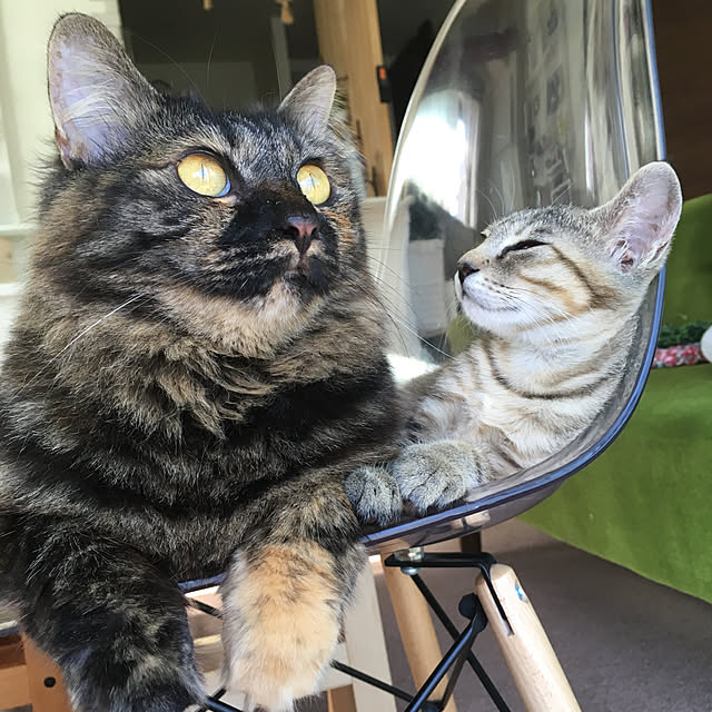 mikomaruさんの実例写真