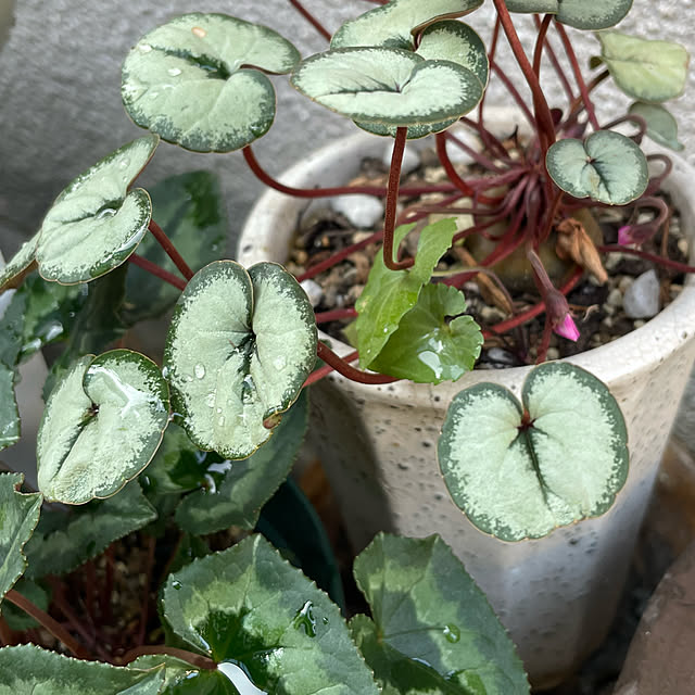 buchiさんの実例写真