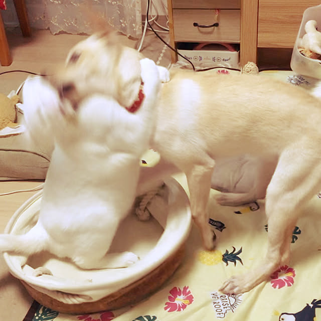 moyuhiさんの実例写真