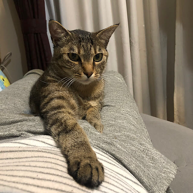 mikomaruさんの実例写真