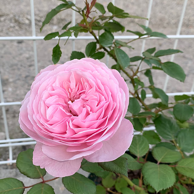 neconeko1202さんの部屋