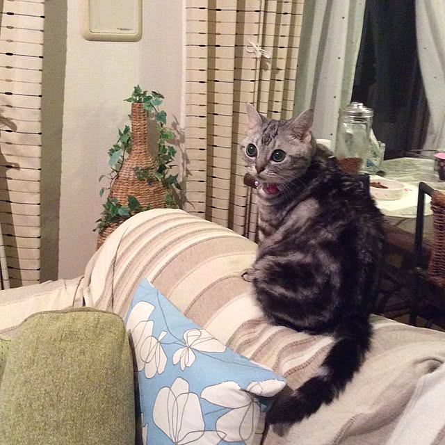 mimiさんの実例写真