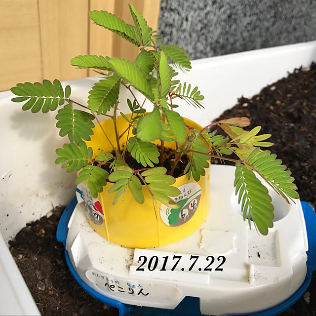 collonさんの実例写真