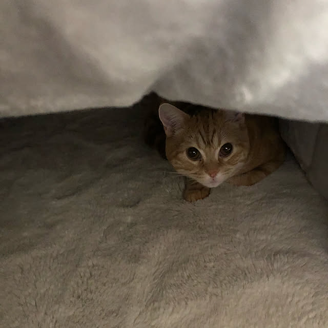 猫はこたつの中のおすすめ商品とおしゃれな実例 | RoomClip 猫はこたつの中のおすすめ商品とおしゃれな実例 | RoomClip