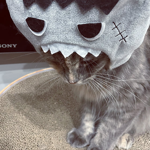mayumiさんの実例写真