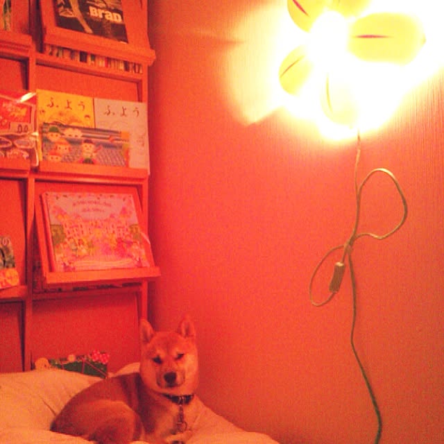 kotaさんの実例写真