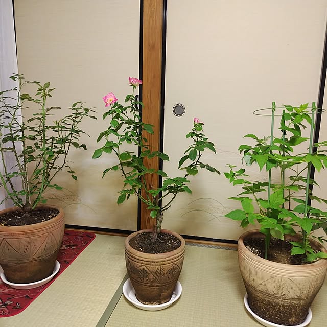 Tokeisouさんの実例写真