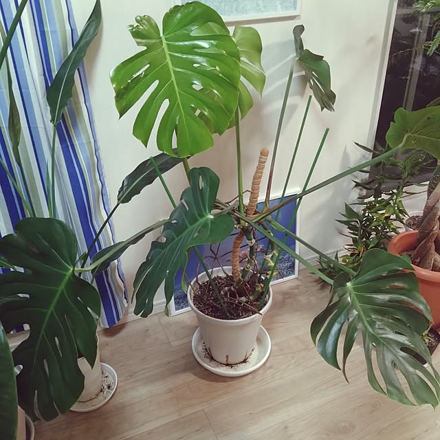 NAOKIさんの部屋