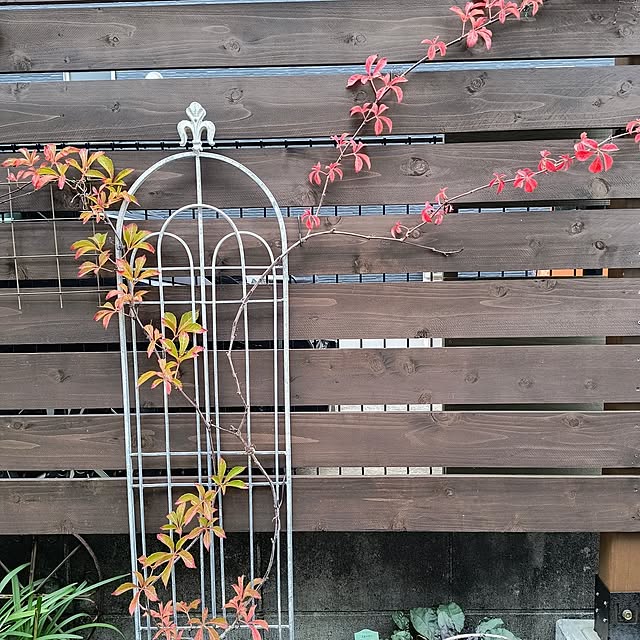 gin_mamaさんの実例写真