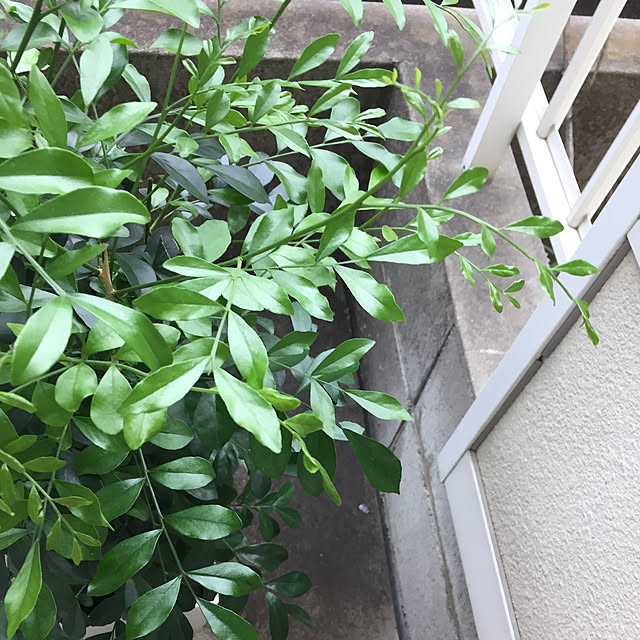 nomomonさんの実例写真