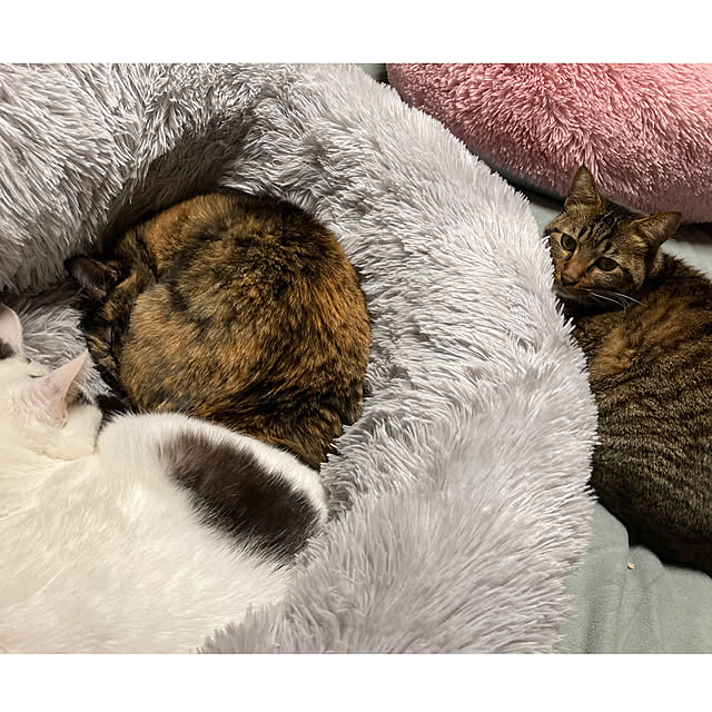 miseiさんの実例写真