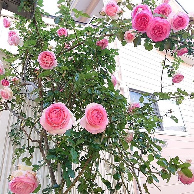 fleur-mamanさんの部屋