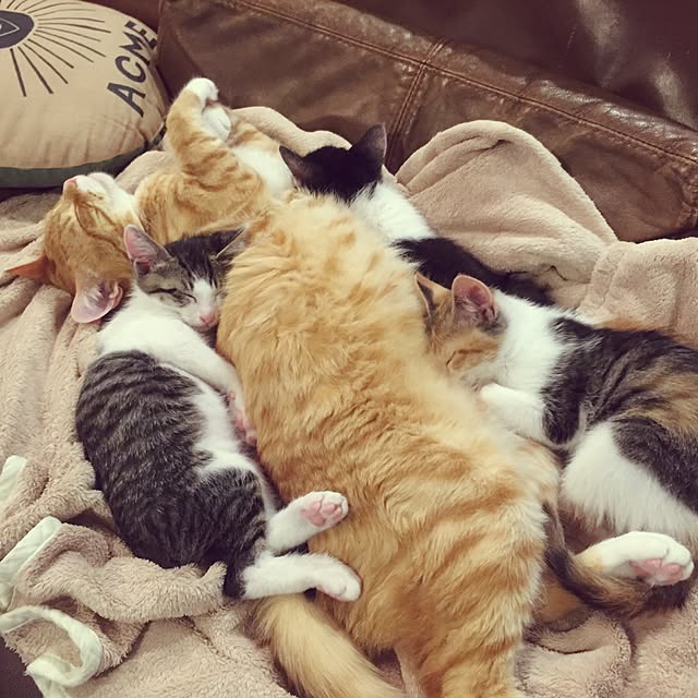 mihoさんの実例写真
