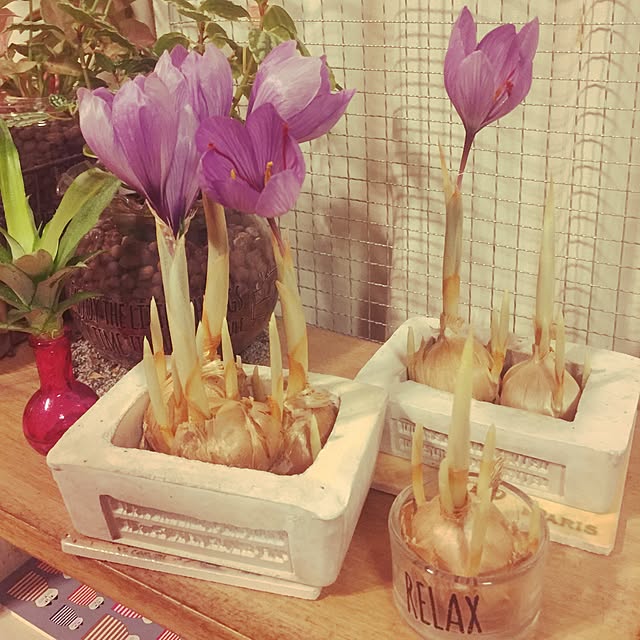 bimoさんの実例写真