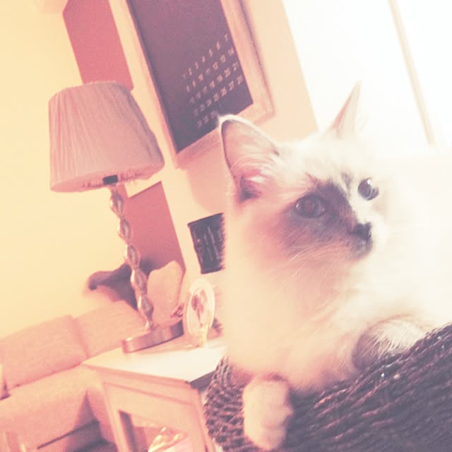 hannaさんの実例写真