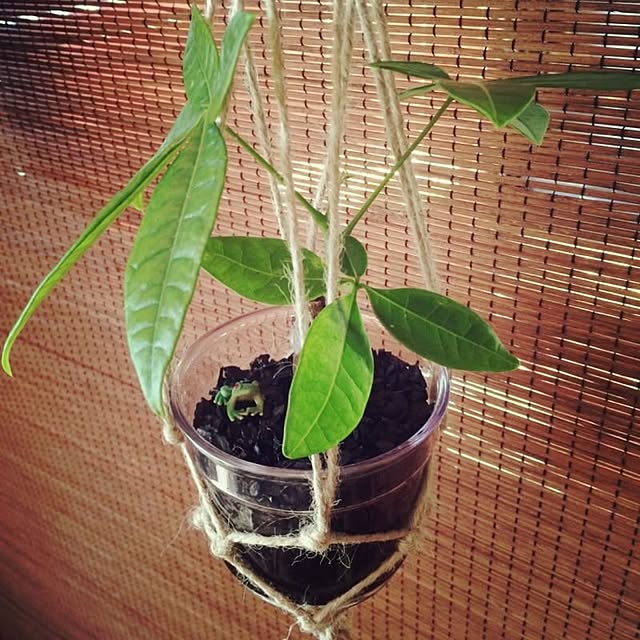 amaneさんの実例写真