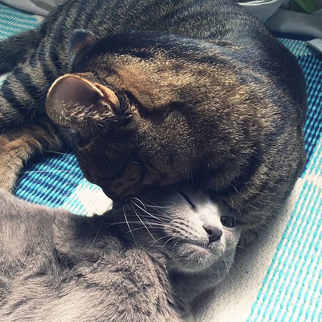 komugiさんの実例写真
