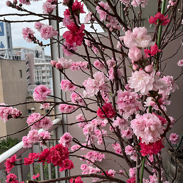 実例写真