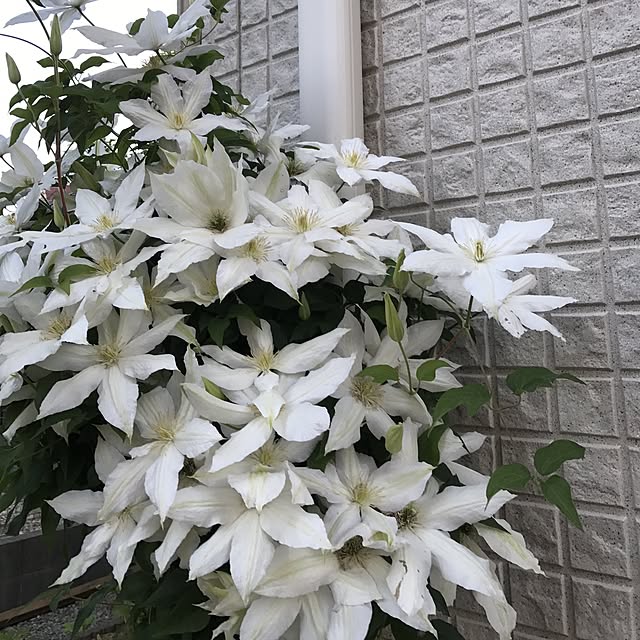 shitoshiさんの実例写真