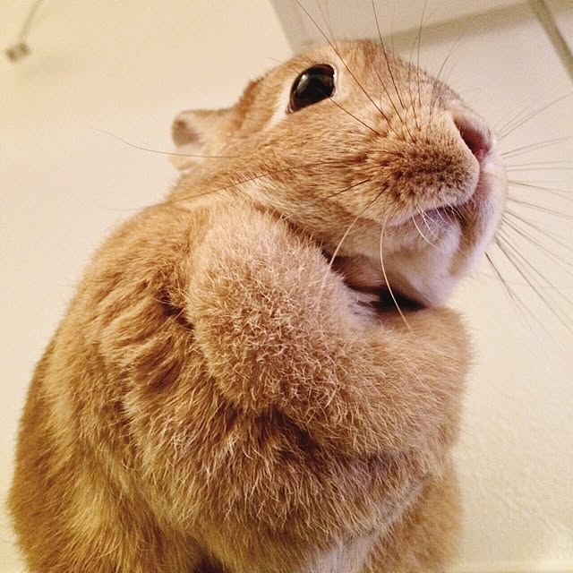 inazaurusuさんの部屋