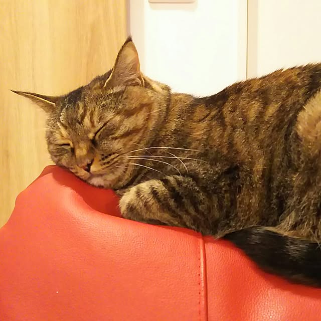Yukoさんの実例写真