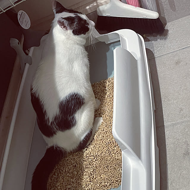 imomusiさんの実例写真