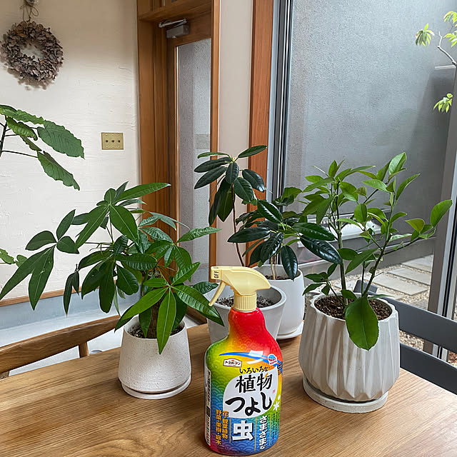 sznoieさんの実例写真