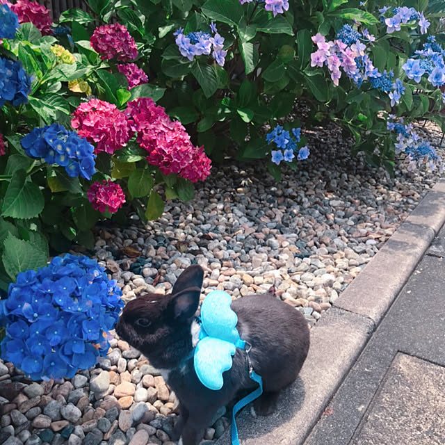 portulacaさんの実例写真