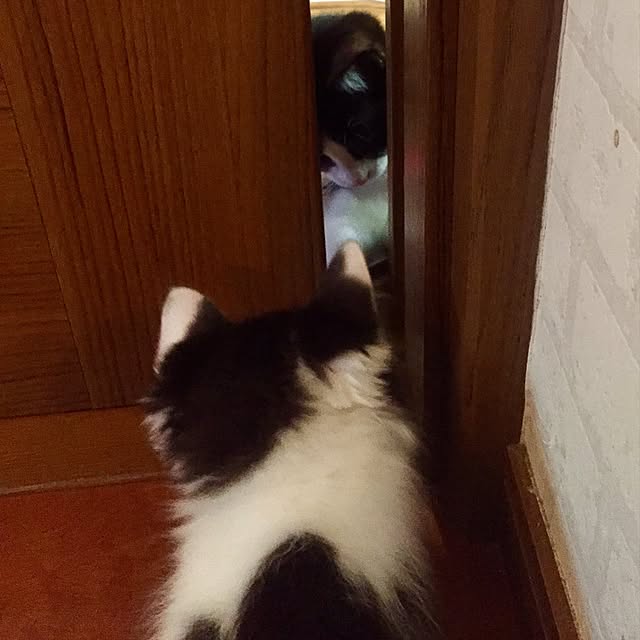 butachanさんの実例写真