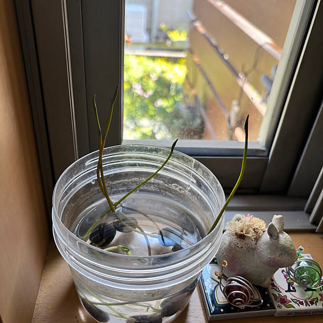 portulacaさんの実例写真