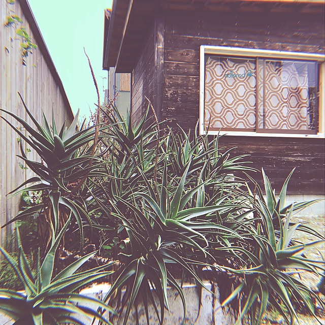 NAOMIさんの実例写真