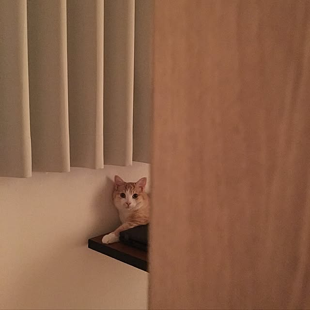 korinkorinさんの実例写真
